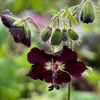 Geranium phaeum